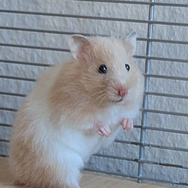 unser Hamster 'Graffiti'